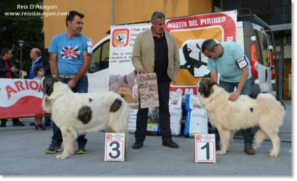 XII TOPAKETA - Concurso monográfico del Mastín del Pirineo 2016