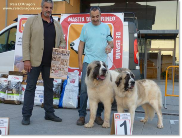 XII TOPAKETA - Concurso monográfico del Mastín del Pirineo 2016