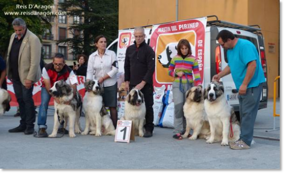 XII TOPAKETA - Concurso monográfico del Mastín del Pirineo 2016