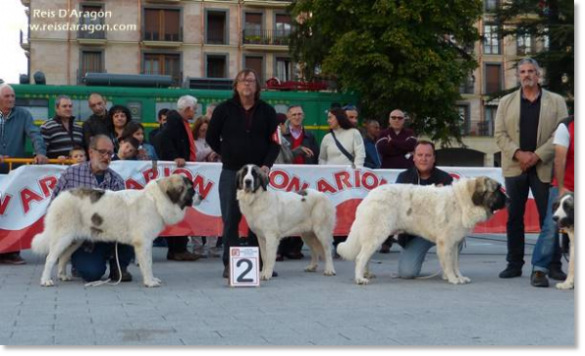 XII TOPAKETA - Concurso monográfico del Mastín del Pirineo 2016