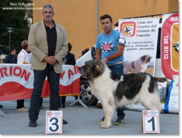 XII TOPAKETA - Concurso monográfico del Mastín del Pirineo 2016