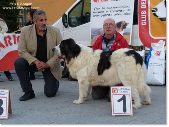 XII TOPAKETA - Concurso monográfico del Mastín del Pirineo 2016