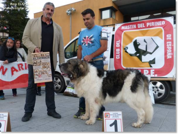 XII TOPAKETA - Concurso monográfico del Mastín del Pirineo 2016