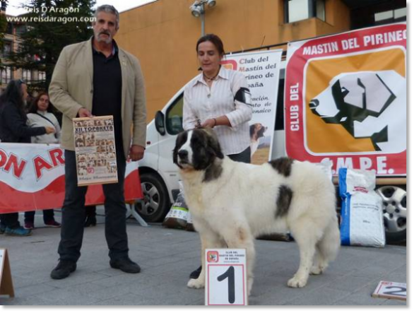 XII TOPAKETA - Concurso monográfico del Mastín del Pirineo 2016