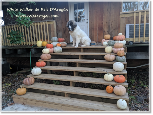White Walker de Reis D'Aragón, cachorro mastín del Pirineo en USA (6 meses)