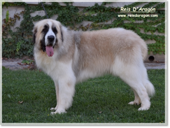 Padre de los cachorros CHJ CH Wonder Boy de Font Roja Padre de los cachorros CHJ CH Wonder Boy de Font Roja