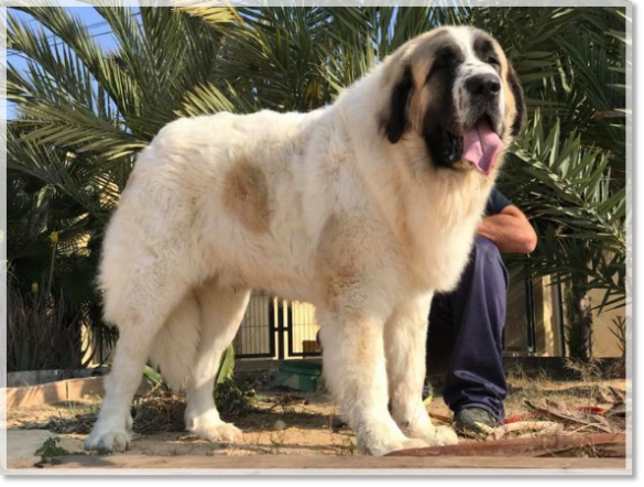 Padre de los cachorros CH Yoan Juan de Font Roja