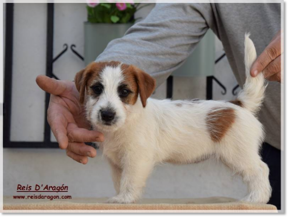 Cachorra Jack Russell Terrier Romina de El Roc D'Auró Cachorra Jack Russell Terrier Romina de El Roc D'Auró