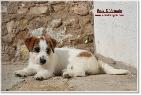 Cachorra Jack Russell Terrier Romina de El Roc D'Auró