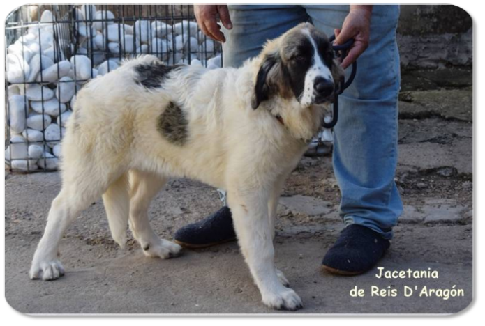 Cachorro mastin del Pirineo camada "J2" de Reis D'Aragón Cachorro mastin del Pirineo camada "J2" de Reis D'Aragón