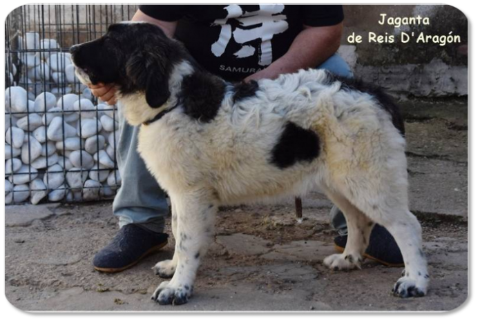 Cachorro mastin del Pirineo camada "J2" de Reis D'Aragón Cachorro mastin del Pirineo camada "J2" de Reis D'Aragón
