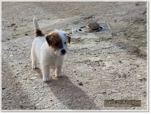 Cachorra Jack Russell Terrier Campanilla de Reis D'Aragón