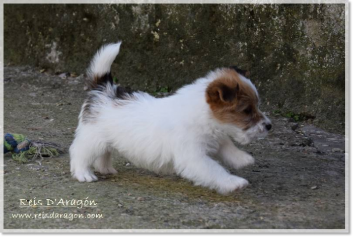 Cuidados del cachorro Jack Russell Terrier Cuidados del cachorro Jack Russell Terrier