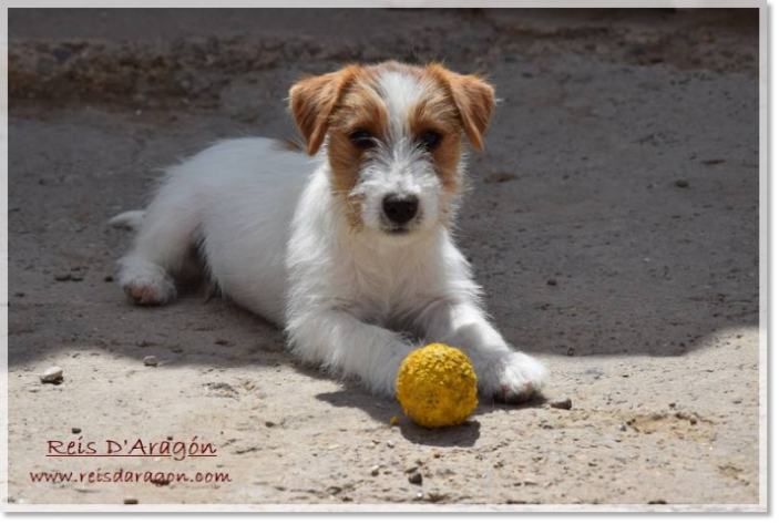 Cuidados del cachorro Jack Russell Terrier Cuidados del cachorro Jack Russell Terrier