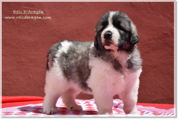 Cachorra mastín del Pirineo Whetu de Reis D'Aragón. Un mes