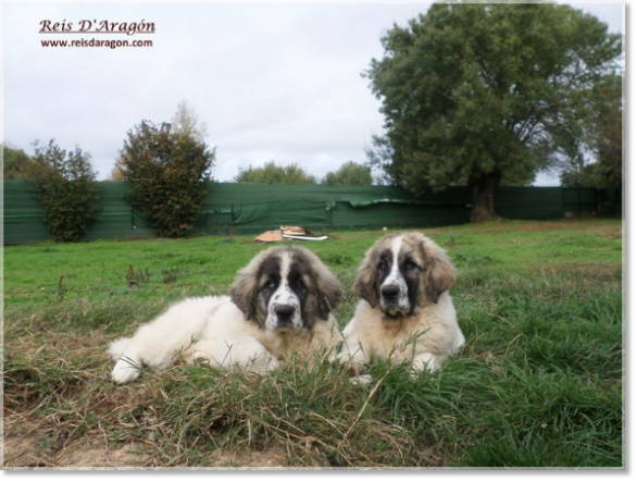 Cachorros Mastin del Pirineo Kraus y Kafka de Reis D'Aragón