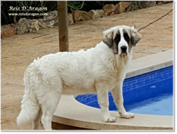 Cachorra Mastin del Pirineo Kalahari de Reis D'Aragón