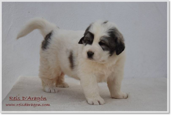 Cachorra mastín del Pirineo Fire de Reis D'Aragón