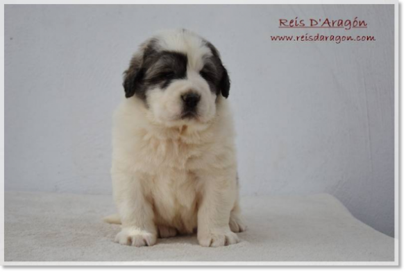 Cachorra mastín del Pirineo Fire de Reis D'Aragón