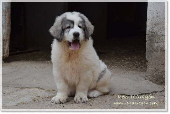 Cachorra mastín del Pirineo Fire de Reis D'Aragón