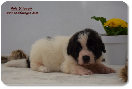 Cachorra mastin del Pirineo camada "C2" de Reis D'Aragón