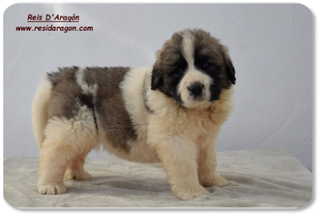 Cachorro mastin del Pirineo camada "B2" de Reis D'Aragón