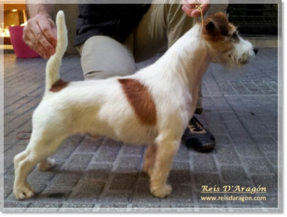 Up & Down Batman, padre de los cachorros (Jack Russell Terrier)