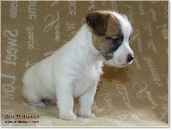Cachorros Jack Russell Terrier de Reis D'Aragón. Camada "B"