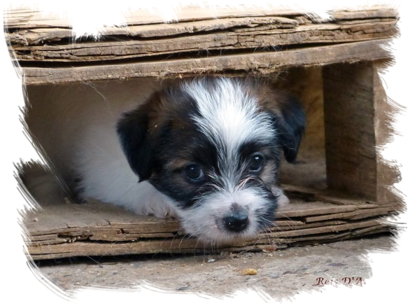 Cachorro Jack Russell Terrier de Reis D'Aragón, sano, equilibrado y criado en un entorno familiar