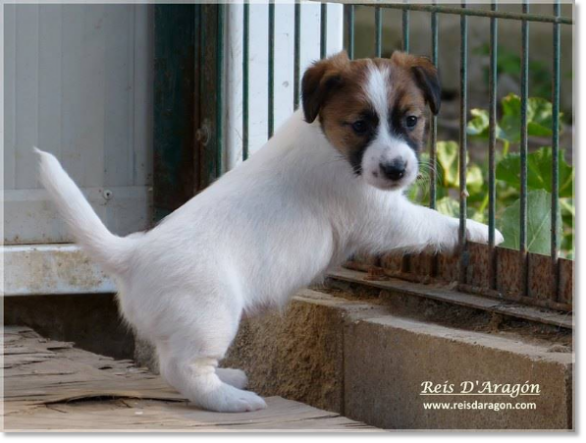 Criador de Jack Russell Terrier Reis D'Aragon