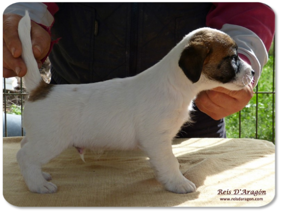 Cachorro Jack Russell Terrier camada "B" de Reis D'Aragón
