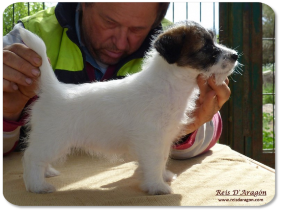 Cachorra Jack Russell Terrier camada "B" de Reis D'Aragón