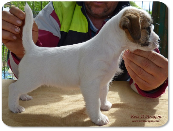 Cachorra Jack Russell Terrier camada "B" de Reis D'Aragón