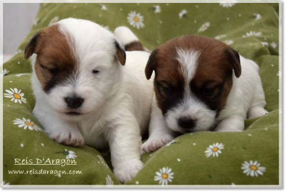 Cachorros Jack Russell Terrier de Reis D'Aragón. Camada "C" Cachorros Jack Russell Terrier de Reis D'Aragón. Camada "C"