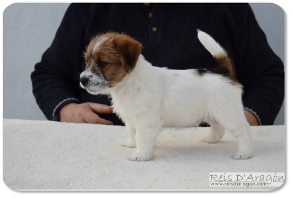 Cachorro Jack Russell Terrier camada "C" de Reis D'Aragón Cachorro Jack Russell Terrier camada "C" de Reis D'Aragón