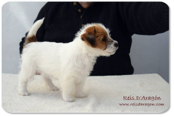 Cachorra Jack Russell Terrier camada "C" de Reis D'Aragón Cachorra Jack Russell Terrier camada "C" de Reis D'Aragón