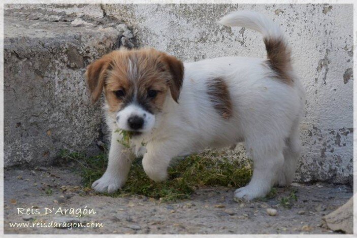 Cuidados del cachorro Jack Russell Terrier Cuidados del cachorro Jack Russell Terrier