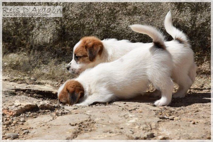 Cuidados del cachorro Jack Russell Terrier Cuidados del cachorro Jack Russell Terrier