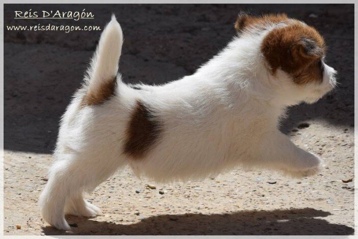 Cuidados del cachorro Jack Russell Terrier Cuidados del cachorro Jack Russell Terrier