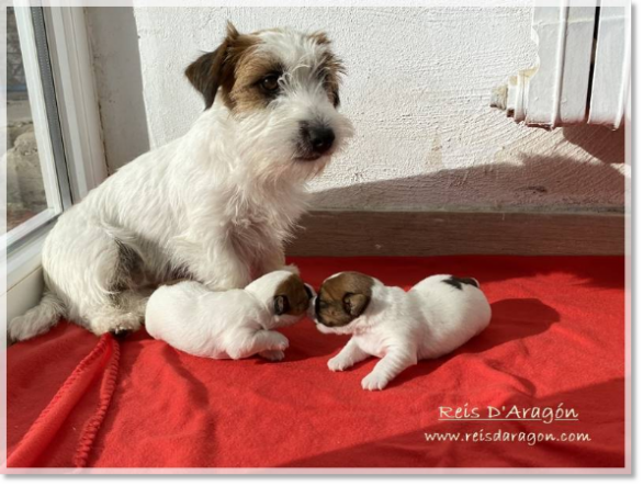 Cachorros Jack Russell Terrier de Reis D'Aragón. Camada "C"