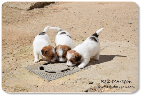 Cachorros Jack Russell Terrier camada "E" de Reis D'Aragón