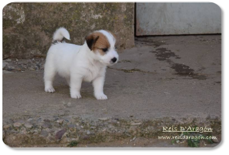 Cachorros Jack Russell Terrier camada "E" de Reis D'Aragón