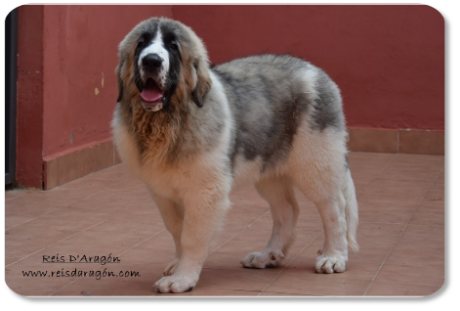 Cachorra mastín del Pirineo Whetu de Reis D'Aragón