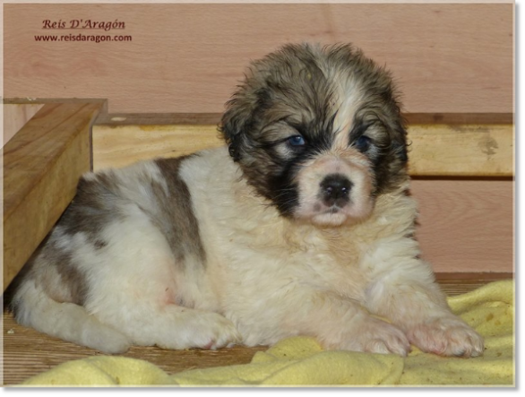 Cachorros mastin del Pirineo de Reis D'Aragón