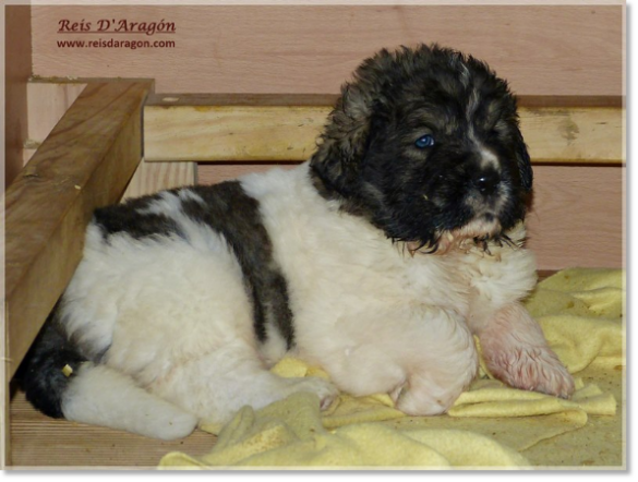 Cachorros mastin del Pirineo de Reis D'Aragón