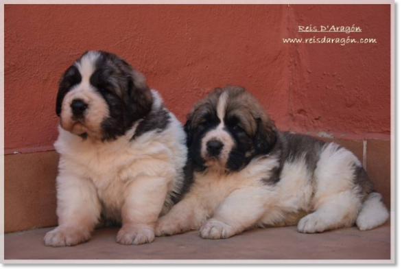 Cachorros mastin del Pirineo. Camada V de Reis D'Aragón