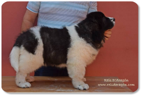 Cachorra mastín del Pirineo Widad de Reis D'Aragón