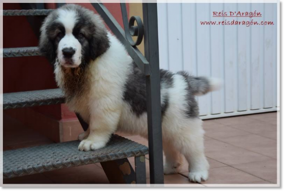 Cachorro mastin del Pirineo Wafi de Reis D'Aragón