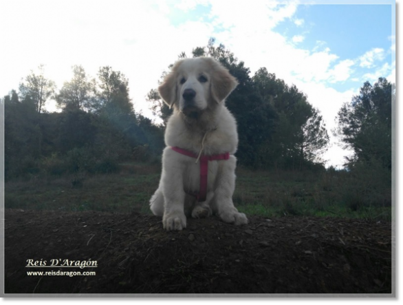 Cachorro Mastin del Pirineo Nacha de Reis D'Aragón