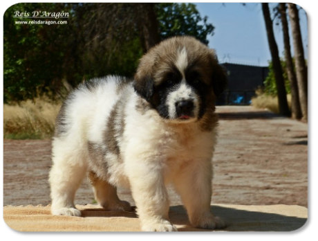 Cachorra mastin del Pirineo camada "M" de Reis D'Aragón